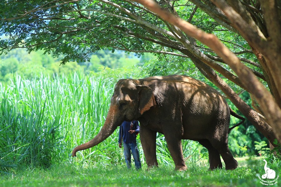 THAI ELEPHANT HISTORY