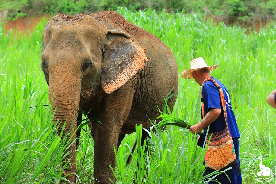 THE IMPORTANCE OF ELEPHANT CONSERVATION